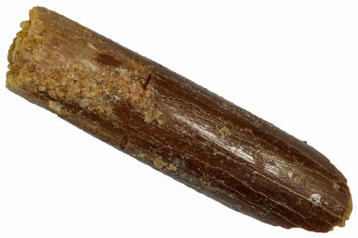 Fossil Sauropod Dinosaur (Rebbachisaurus) Tooth - Morocco #332470